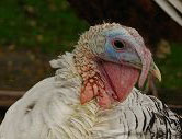 turkeybird1.jpg