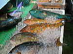 熱帯魚