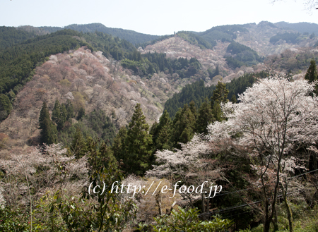nara_kakinoha2