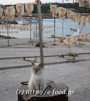 okinawa_ikasumi_neko